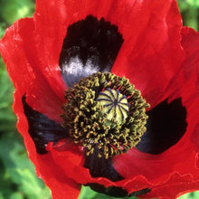 Load image into Gallery viewer, Lady Bird Poppy Flower Seeds