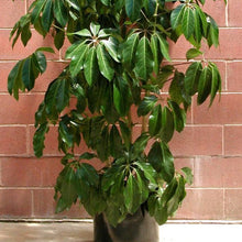 Load image into Gallery viewer, Umbrella Tree Seeds