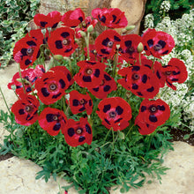 Load image into Gallery viewer, Lady Bird Poppy Flower Seeds