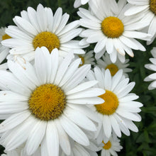 Load image into Gallery viewer, Alaska Shasta Daisy Flower Seeds