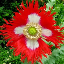 Load image into Gallery viewer, Danish Flag Poppy Flower Seeds