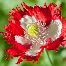 Load image into Gallery viewer, Danish Flag Poppy Flower Seeds