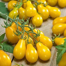Load image into Gallery viewer, Organic Yellow Pear Tomato Plant Seeds