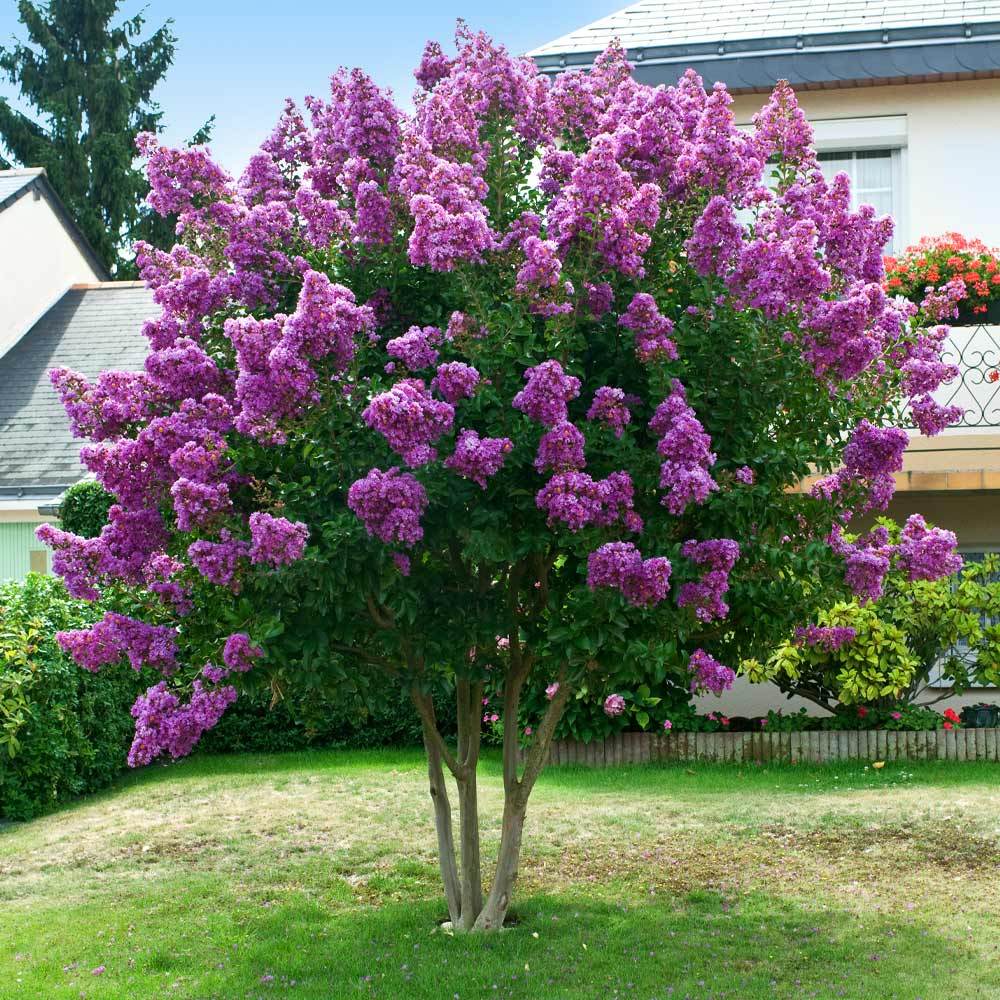 planting crepe myrtle seeds Crepe Myrtle Tree Seeds (Purple)