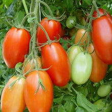 Load image into Gallery viewer, Organic Rio Grande Tomato Plant Seeds
