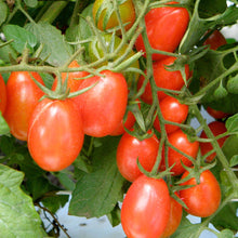 Load image into Gallery viewer, Organic Rio Grande Tomato Plant Seeds
