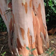 Load image into Gallery viewer, Crepe Myrtle Tree Seeds (Fuchsia)