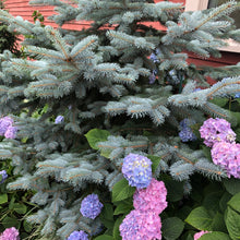 Load image into Gallery viewer, Blue Spruce Tree Seeds