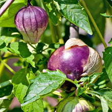 Load image into Gallery viewer, Organic Tomatillo Plant Seeds
