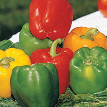 Load image into Gallery viewer, Organic Grand Bell Pepper Plant Seeds