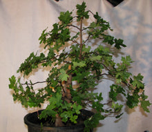 Load image into Gallery viewer, Big Tooth (Western Sugar) Maple Tree Seeds