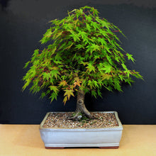 Load image into Gallery viewer, Red Maple Tree Seeds (Northern)