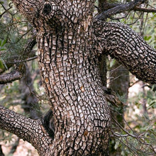 Load image into Gallery viewer, Alligator Juniper Tree Seeds