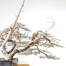 Load image into Gallery viewer, Alligator Juniper Tree Seeds