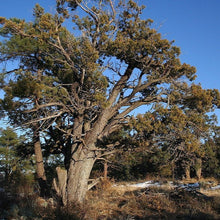 Load image into Gallery viewer, Alligator Juniper Tree Seeds