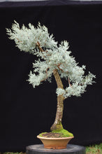 Load image into Gallery viewer, Alligator Juniper Tree Seeds