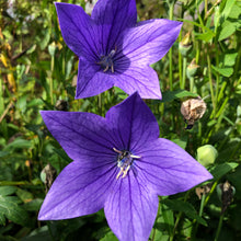 Load image into Gallery viewer, Balloon Flower Seeds