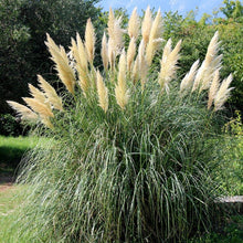 Load image into Gallery viewer, Pampas Ornamental Grass Seeds (White)