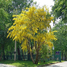 Load image into Gallery viewer, Golden Chain Tree Seeds