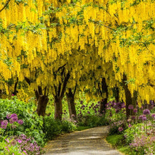 Load image into Gallery viewer, Golden Chain Tree Seeds