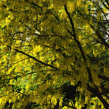Load image into Gallery viewer, Golden Chain Tree Seeds
