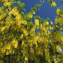 Load image into Gallery viewer, Golden Chain Tree Seeds