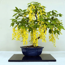 Load image into Gallery viewer, Golden Chain Tree Seeds