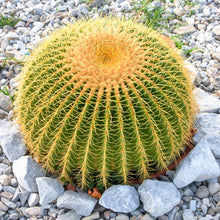Load image into Gallery viewer, Golden Barrel Cactus Seeds