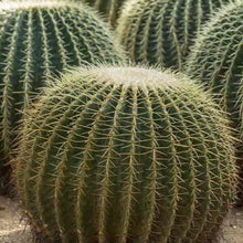 Load image into Gallery viewer, Golden Barrel Cactus Seeds