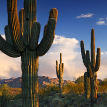 Load image into Gallery viewer, Giant Saguaro Cactus Seeds