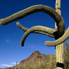 Load image into Gallery viewer, Giant Saguaro Cactus Seeds
