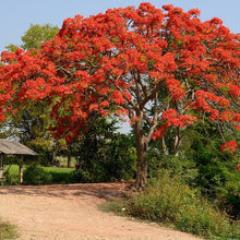 Load image into Gallery viewer, Royal Poinciana Tree Seeds