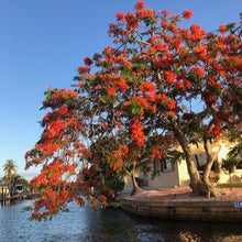 Load image into Gallery viewer, Royal Poinciana Tree Seeds