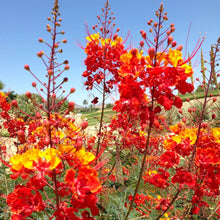Load image into Gallery viewer, Pride of Barbados/Mexican Red Bird of Paradise Plant Seeds