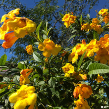 Load image into Gallery viewer, Yellow Elder Trumpet Bush Seeds