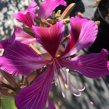 Load image into Gallery viewer, Hong Kong Orchid Tree Seeds