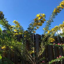 Load image into Gallery viewer, Golden Cassia Tree Seeds