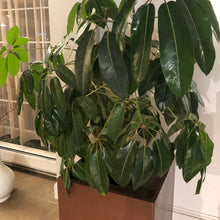 Load image into Gallery viewer, Umbrella Tree Seeds