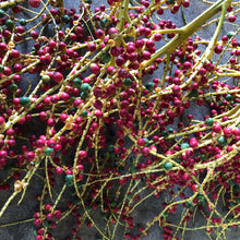 Load image into Gallery viewer, Alexander Palm Tree Seeds