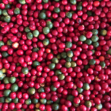 Load image into Gallery viewer, Alexander Palm Tree Seeds