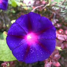 Load image into Gallery viewer, Purple "Grandpa Ott" Morning Glory Plant Seeds