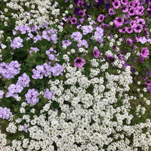 Load image into Gallery viewer, Alyssum "Carpet of Snow" Ornamental Groundcover Seeds