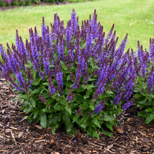 Load image into Gallery viewer, Blue Salvia Sage Plant Seeds
