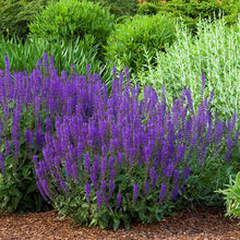 Load image into Gallery viewer, Blue Salvia Sage Plant Seeds