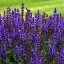 Load image into Gallery viewer, Blue Salvia Sage Plant Seeds