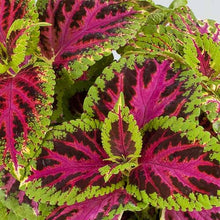 Load image into Gallery viewer, Coleus "Rainbow" Plant Seeds