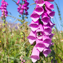 Load image into Gallery viewer, Foxglove Flower Seeds