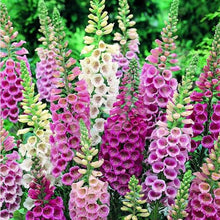 Load image into Gallery viewer, Foxglove Flower Seeds