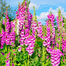 Load image into Gallery viewer, Foxglove Flower Seeds