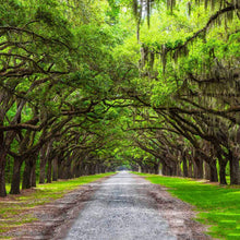 Load image into Gallery viewer, Live Oak Tree Seeds